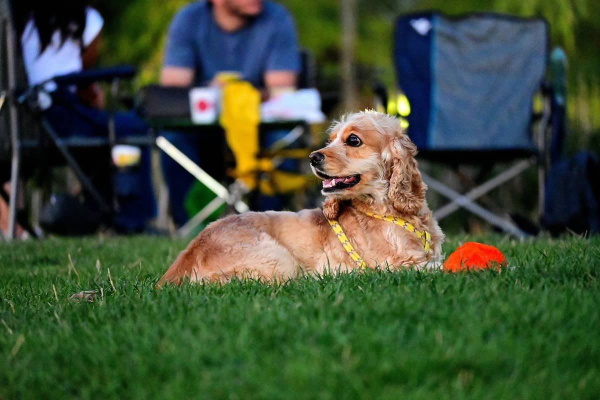 A brown dog laying on top of a lush green field