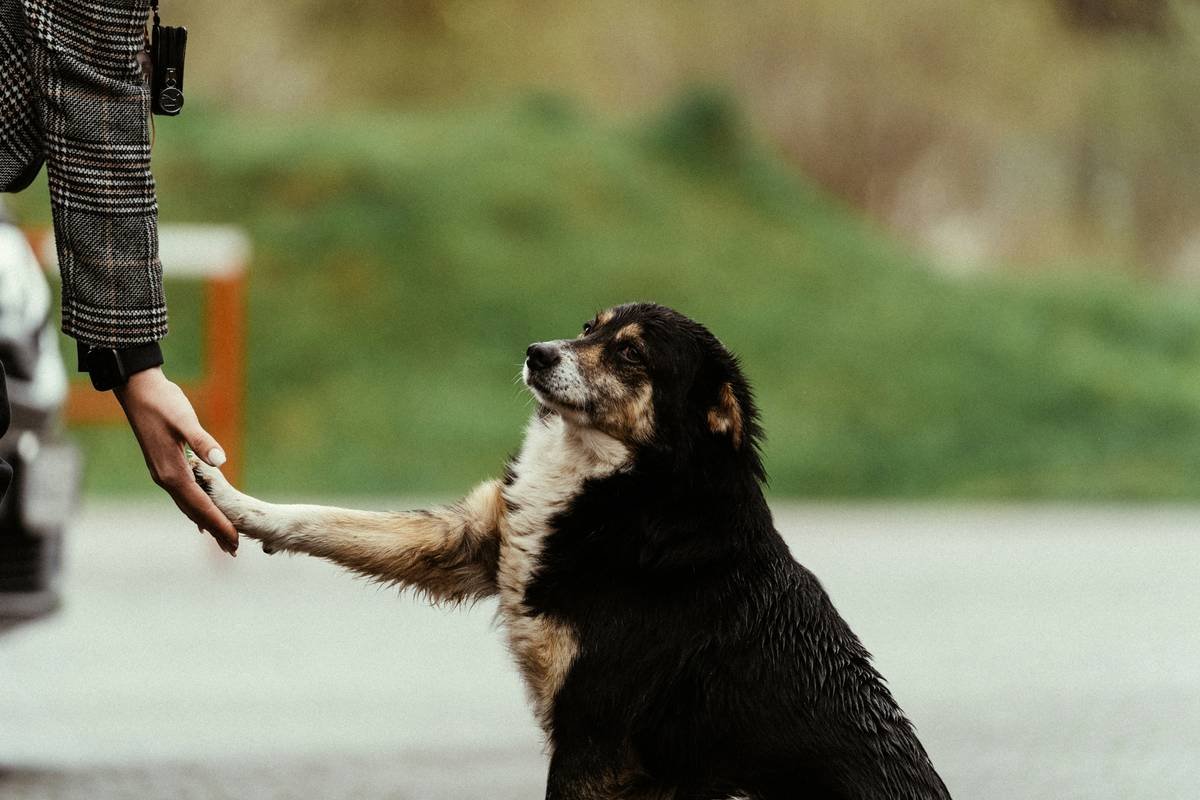 Infographic showing ADA-approved questions, prohibited actions by businesses, and key behaviors of well-trained service animals in public