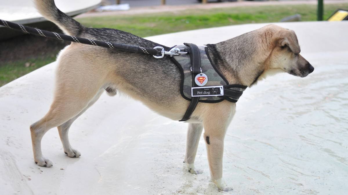Infographic showing categories of service dog tasks: mobility, medical alert, psychiatric, sensory, and guide tasks with ADA-compliant examples