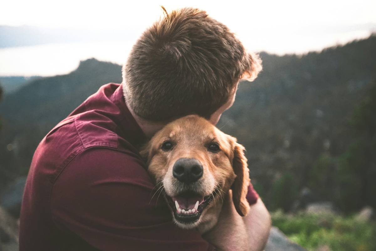 Infographic showing key differences between service animals, emotional support animals, and pets based on ADA guidelines including required training, public access rights, and handler responsibilities