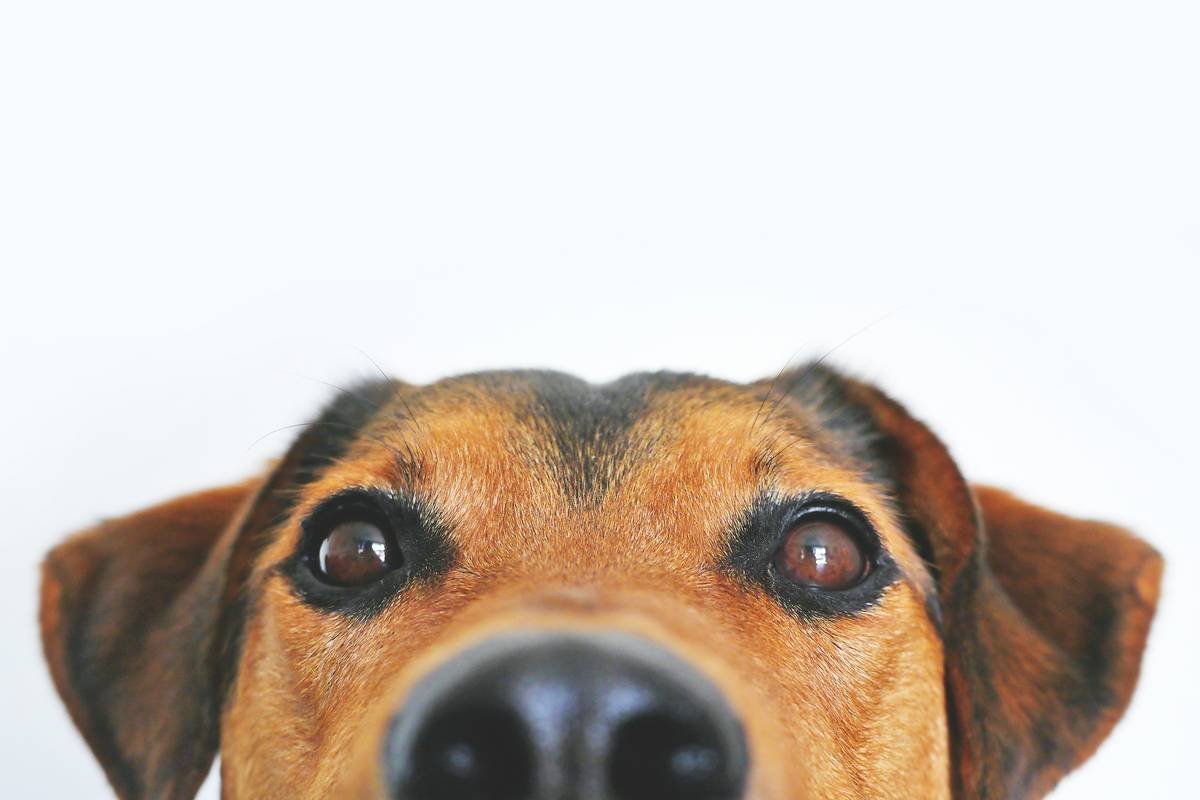 Mastering Service Animal Task Focus: The #1 Skill That Separates Good Teams from Great Ones