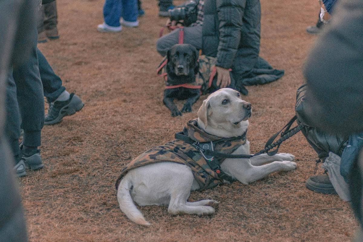 Mastering Service Dog Public Interaction: What Handlers & Bystanders Need to Know