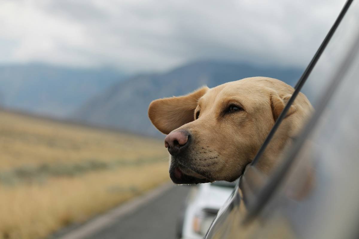 Mastering Support Animal Public Compliance: Your No-Stress Guide to Access, Etiquette & Legal Rights