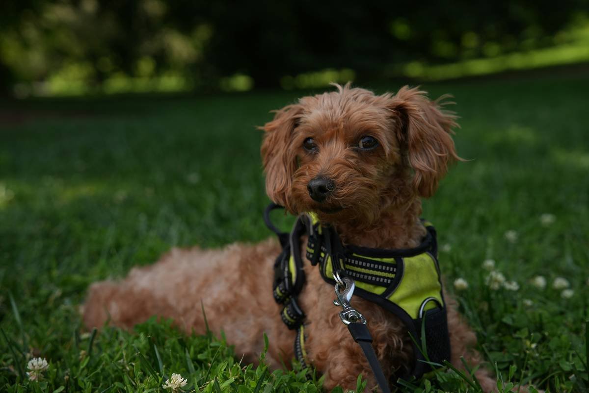 Mastering Task-Specific Commands: The Lifeline of Effective Service Animal Training
