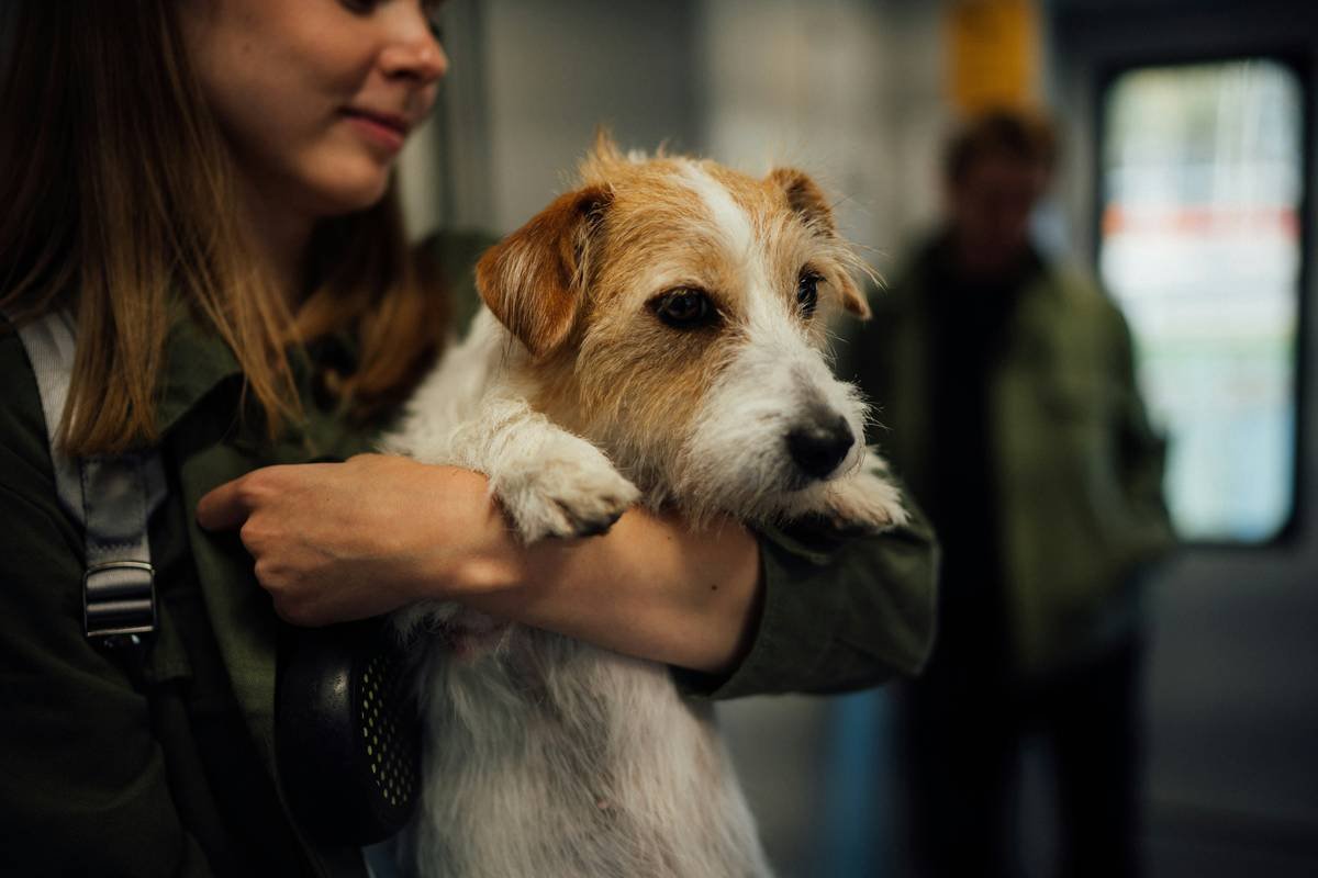 Public Access for Support Animals: What You *Actually* Need to Know (And What Everyone Gets Wrong)
