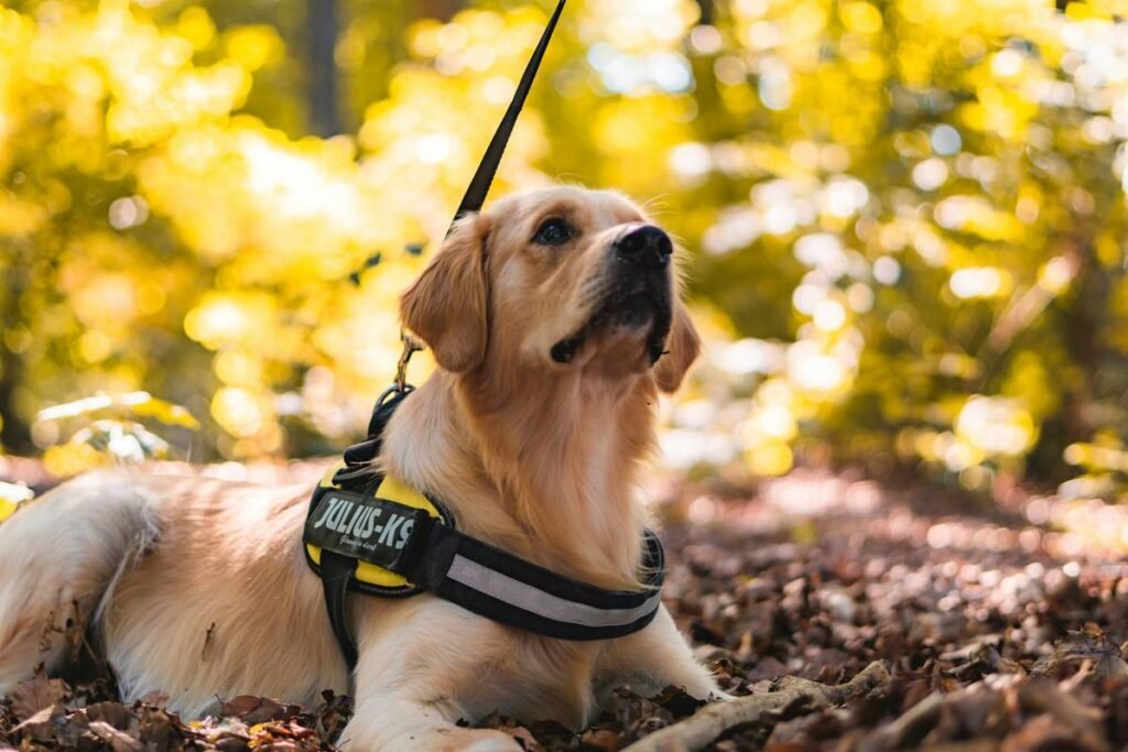 Service Dog Owner Compliance: What You Must Know to Stay Legal, Ethical, and Respectful