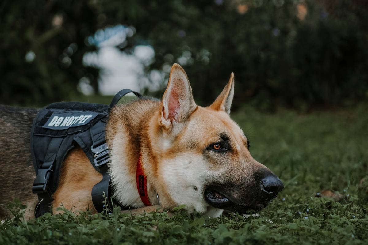 Service Dog Owner Responsibilities: What You *Actually* Sign Up For (Beyond the Vest)