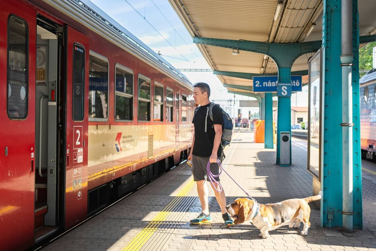 Service Dog Owner Support: Your Lifeline Through Training, Access, and Everyday Challenges