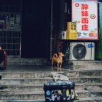 Service Dog Task Development: A Realistic, Step-by-Step Guide (From Someone Who’s Been There)