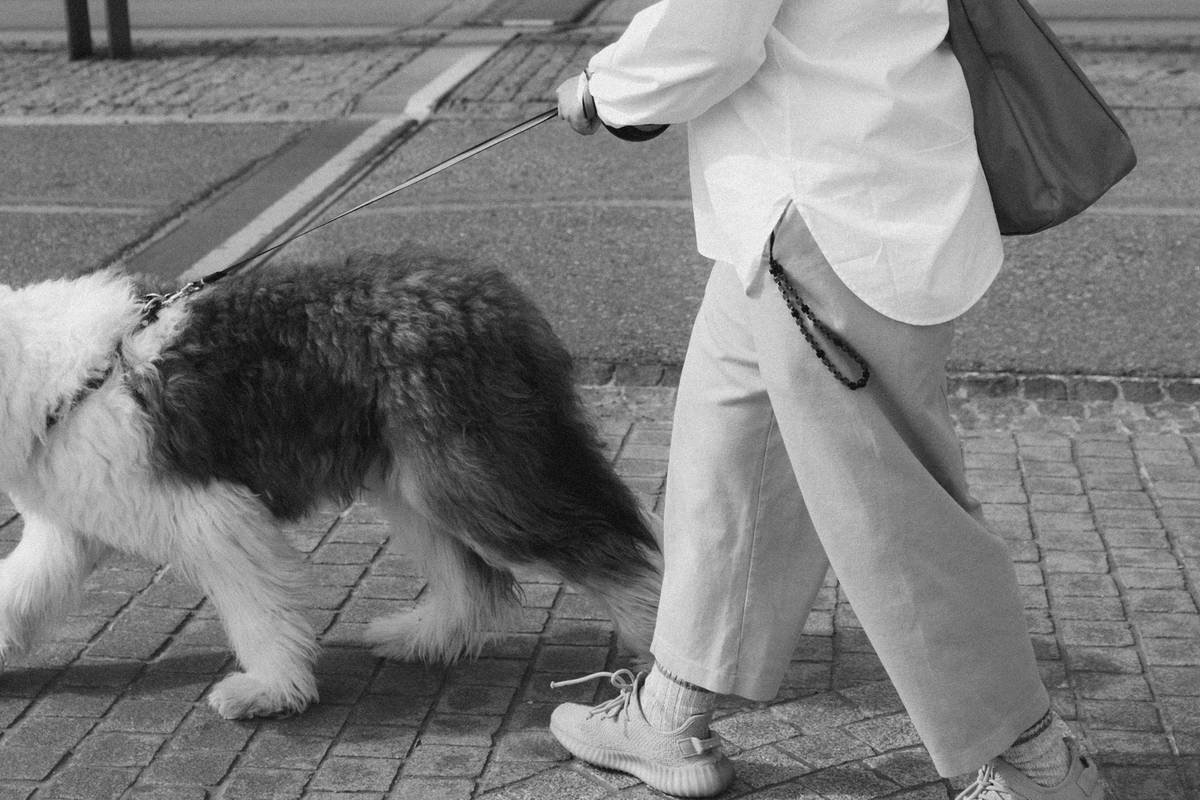 What Is Mobility Assistance Training—and Why Your Service Dog Needs It (From Someone Who’s Been There)