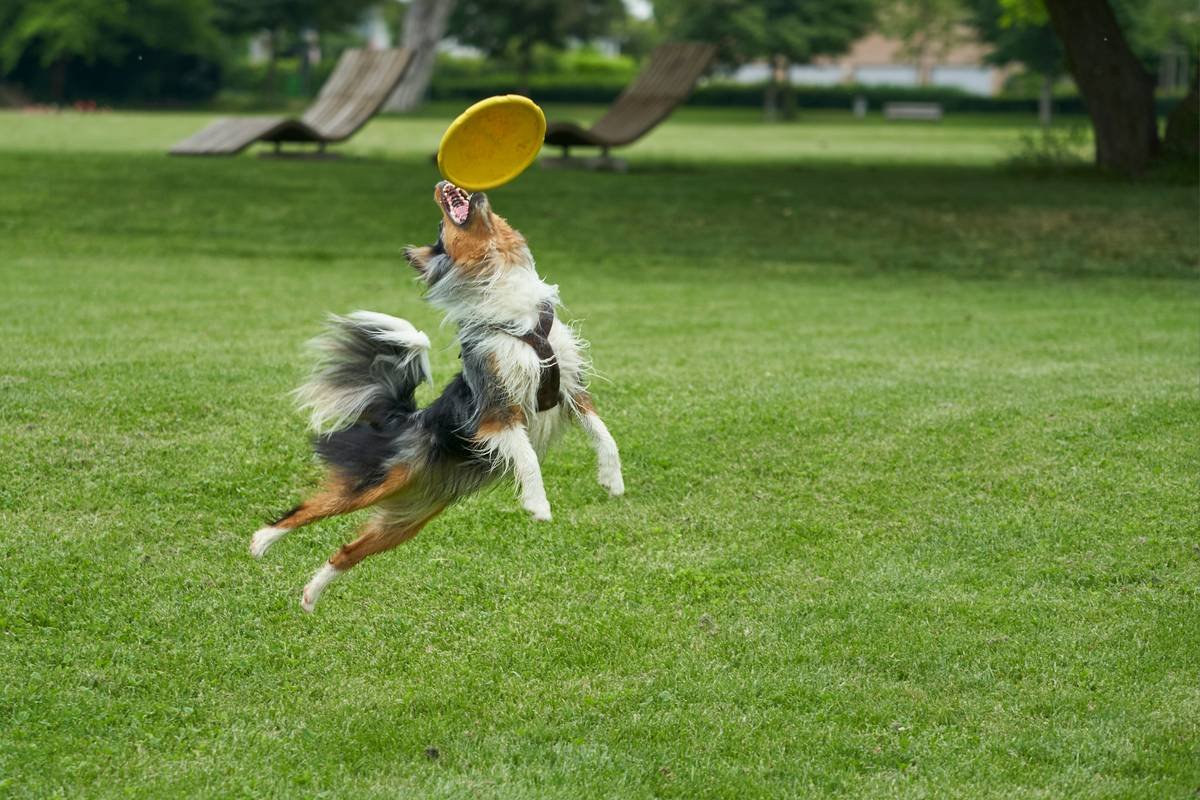 Advanced Task Mastery: The Missing Link in Service Animal Training