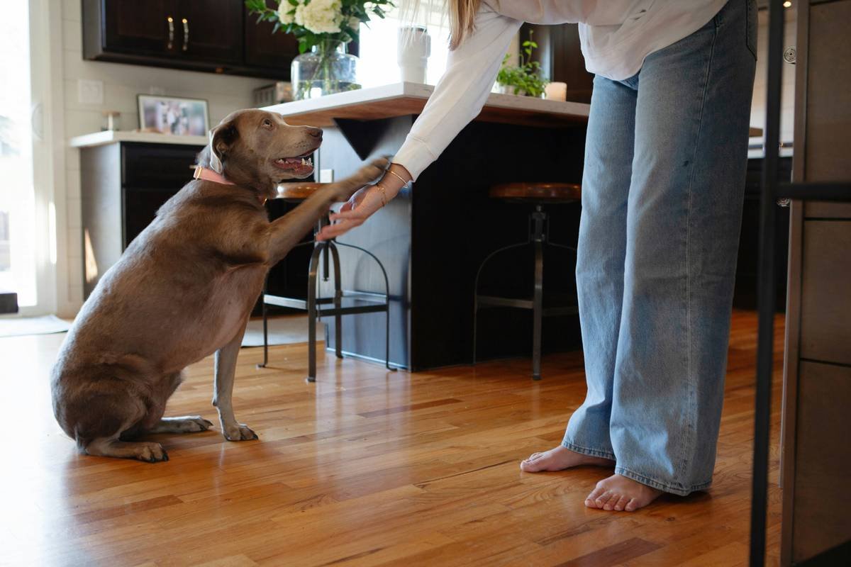 Balance Support Drills: The Secret Weapon for Training Service Dogs That Prevent Falls