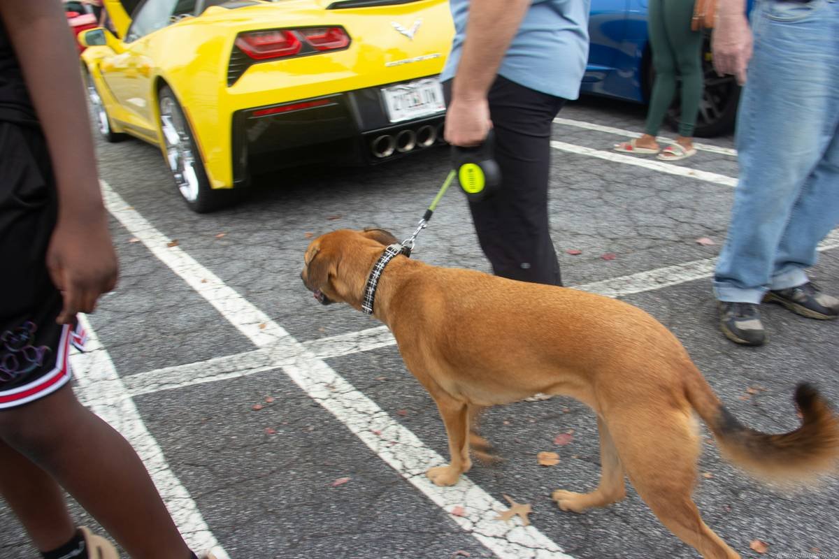 Handler practicing Emergency Response Training with service dog using medical alert simulation