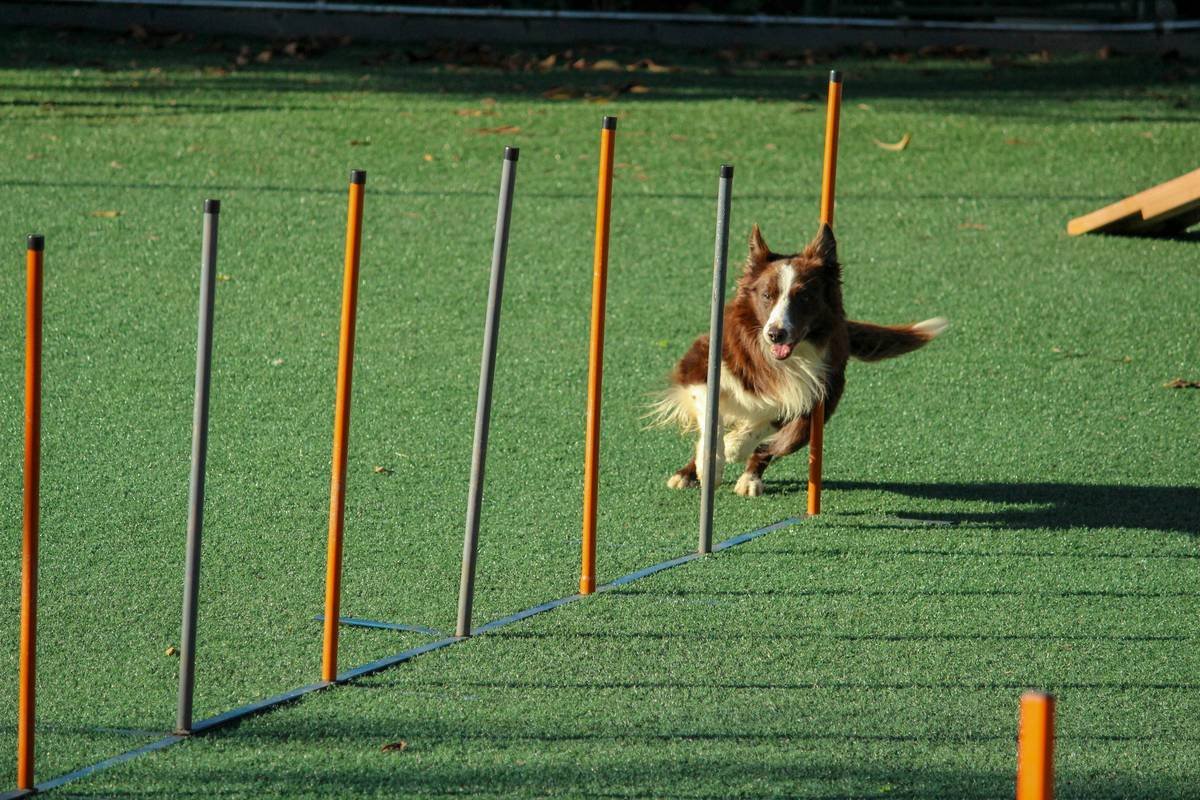 Step-by-step visual guide to service dog task exercises including brace support and item retrieval