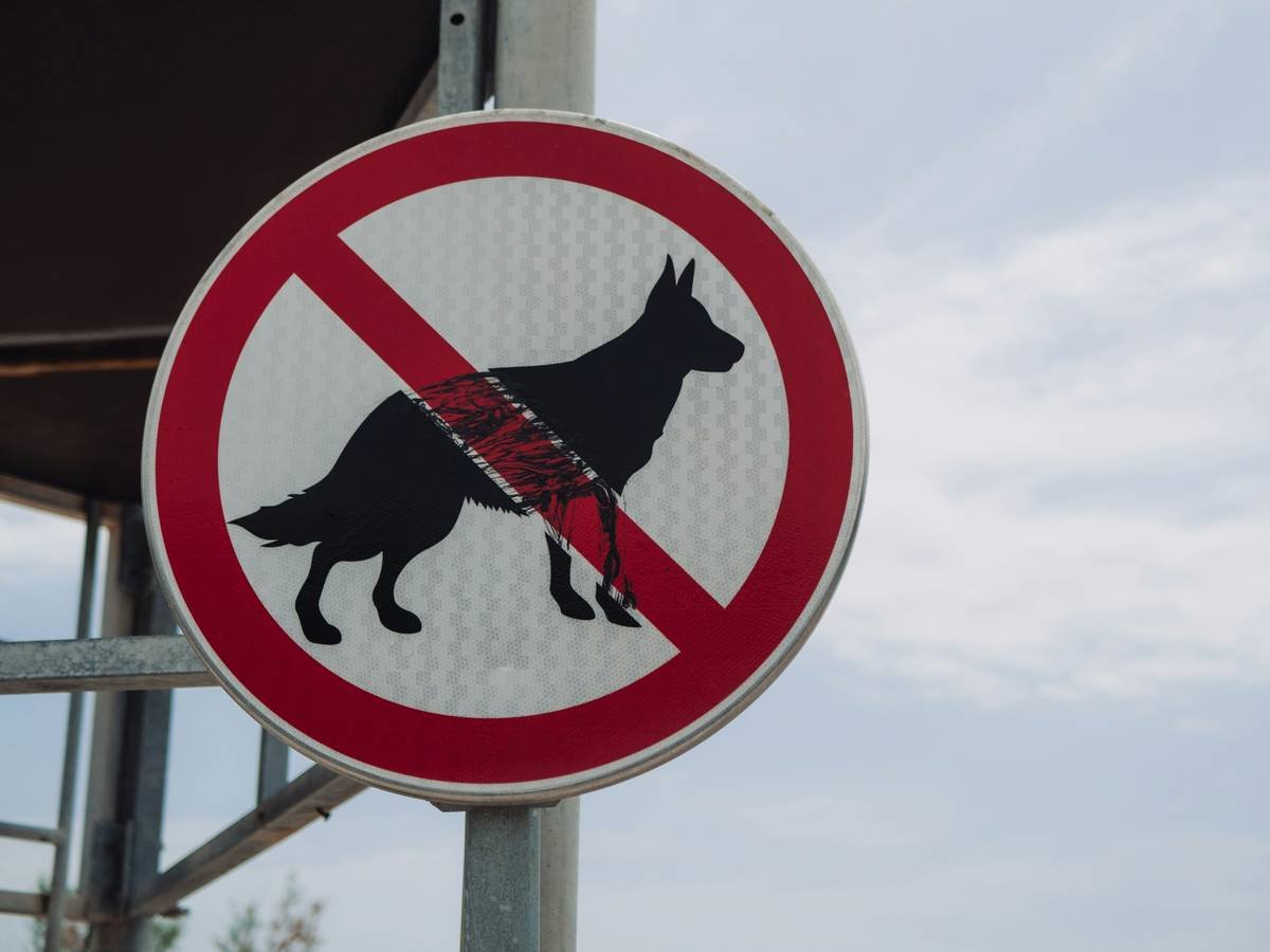 Infographic showing ADA-compliant vs. non-compliant business interactions with service animals. Includes legal Q&A, prohibited actions, and handler rights.