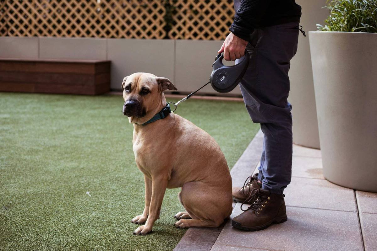 Mastering Guide Work Techniques: The Real Deal Behind Training Service Dogs That Change Lives