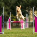 Mastering Service Dog Task Exercises: Precision Training That Actually Works