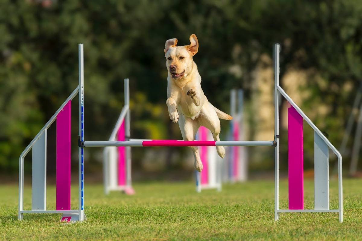 Mastering Service Dog Task Exercises: Precision Training That Actually Works