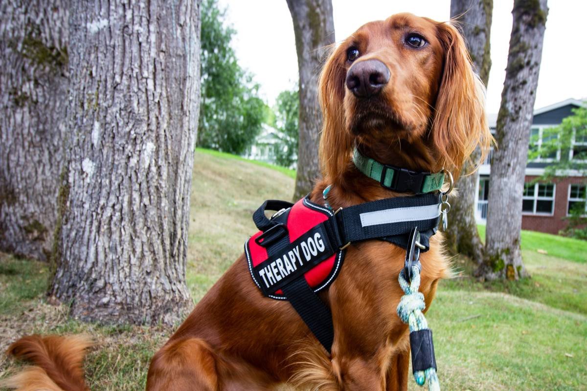 Medical Alert Tasks: How Service Dogs Save Lives Through Precision Training