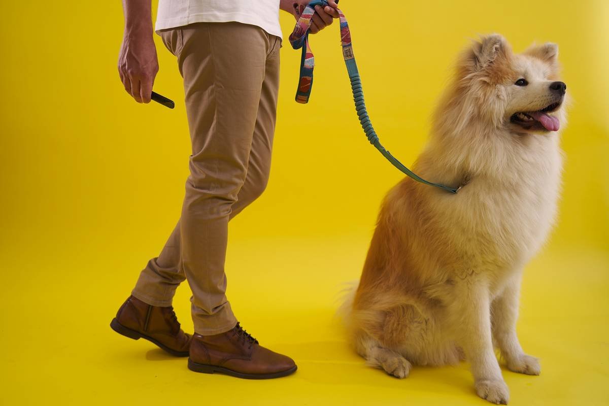 Close-up of service dog showing stress signals like lip licking and whale eye - service animal owner skills