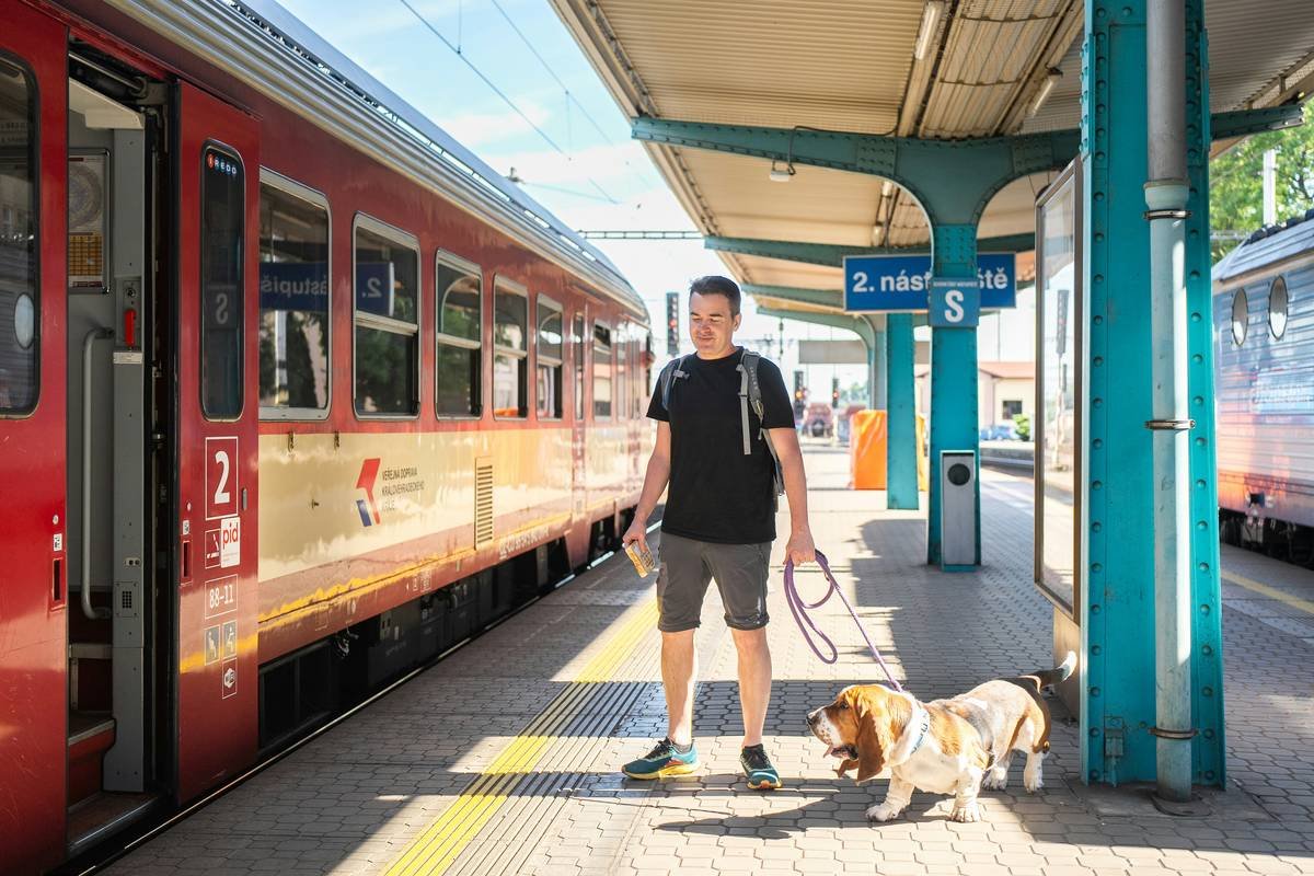 service animal public behavior rules
