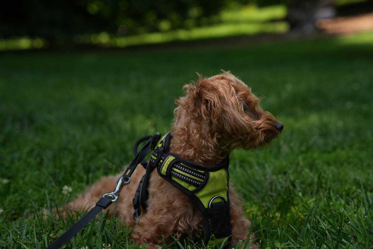 Service dog performing deep pressure therapy using advanced service dog task techniques