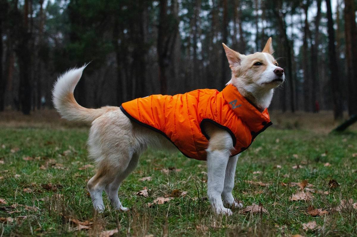 service dog owner training: What You *Actually* Need to Know Before You Start