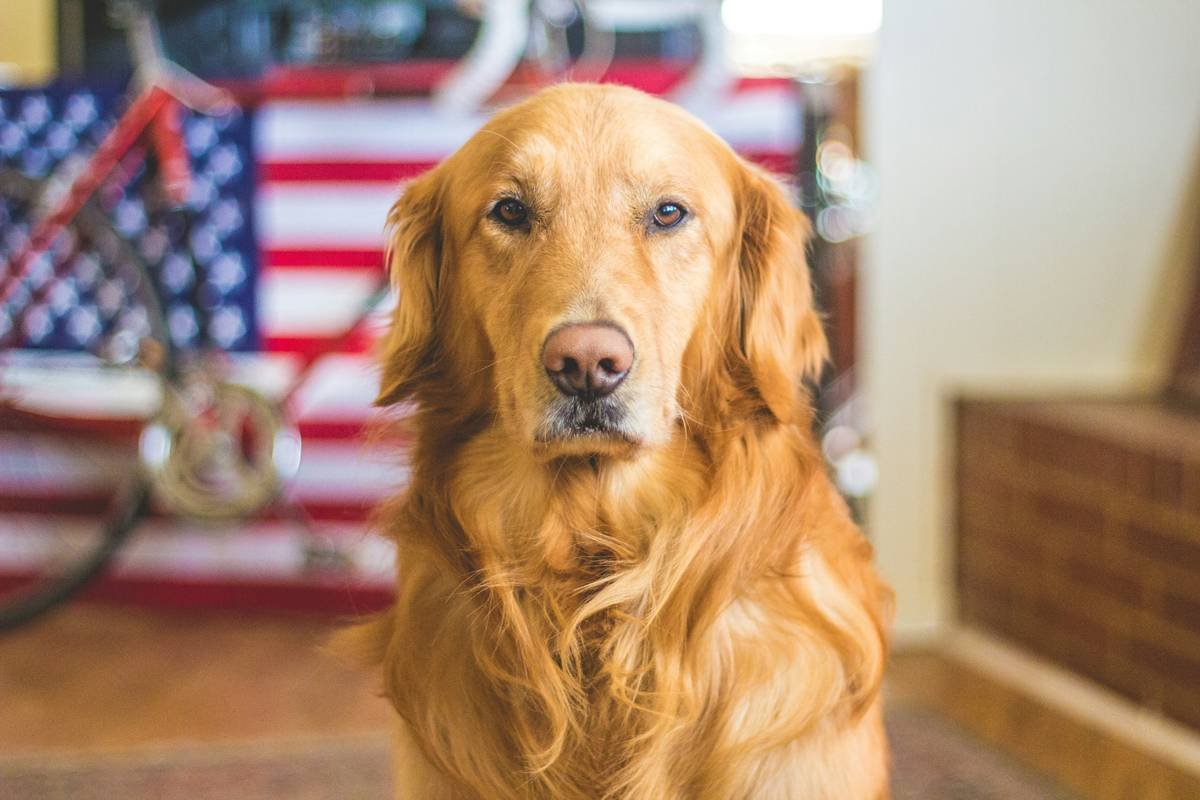 Trainer using Advanced Task Mastery techniques with service dog in urban environment
