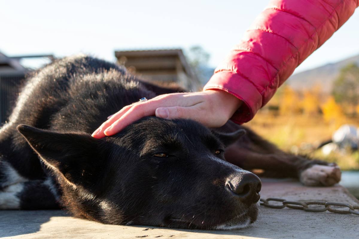 support animal owner care bonding moment showing handler and dog practicing co-regulation techniques