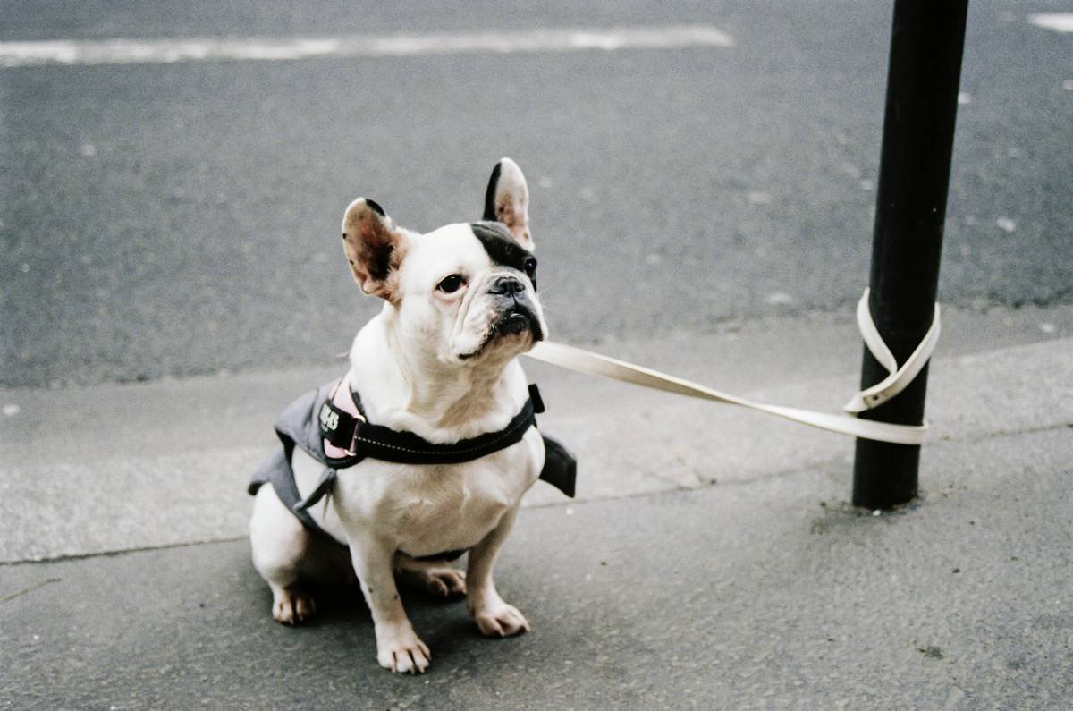 Understanding Service Animal Public Restrictions: Your Legal Rights & Real-World Navigation Guide