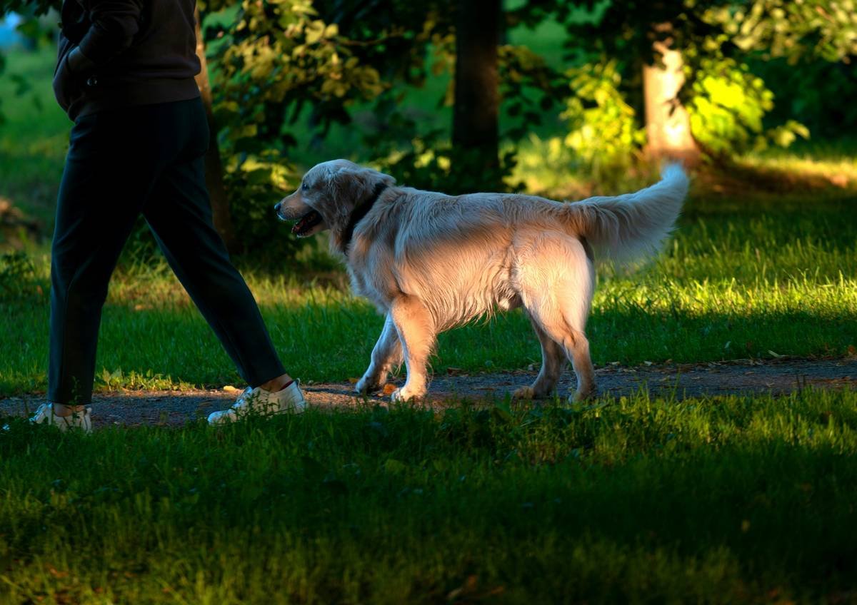 What Every Pet Owner Should Know About Pet Care Service Dog Duties