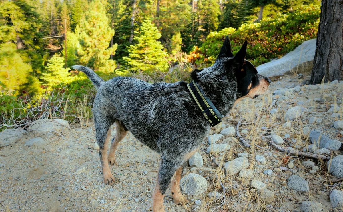 Service dog performing specialized tasks like retrieving medication during simulated emergency
