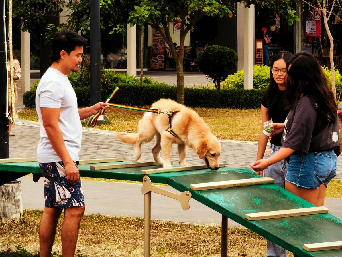 support animal owner commitment shown through a handler practicing public access training with their dog in a quiet park