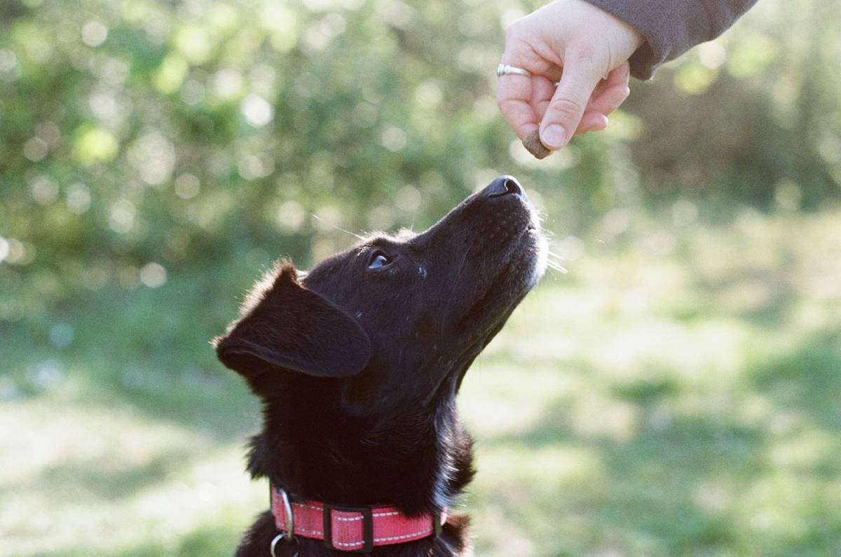 handler and service dog demonstrating pet care owner accountability during public access test