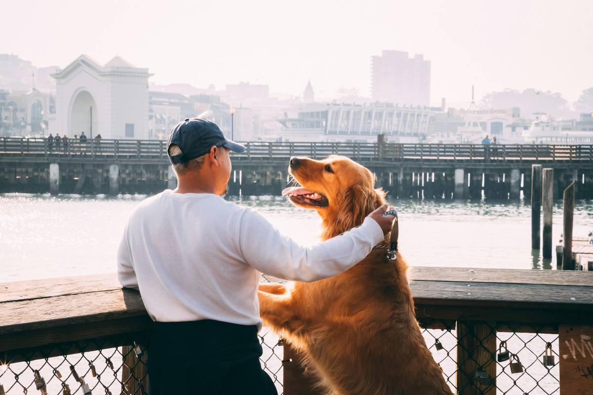 pet care owner accountability: the non-negotiable foundation of service animal success