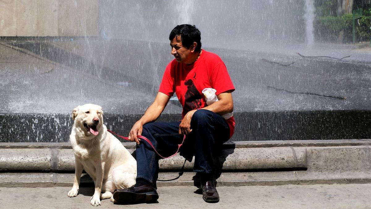 service dog handler practicing pet care owner accountability through daily routine consistency
