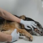 Regular Veterinary Checkups: The Non-Negotiable Foundation of Service Animal Longevity