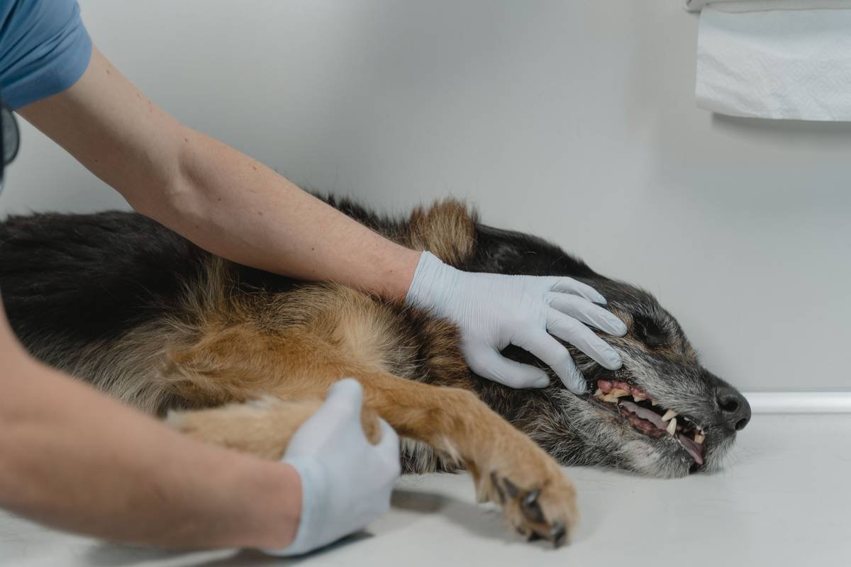 Regular Veterinary Checkups: The Non-Negotiable Foundation of Service Animal Longevity