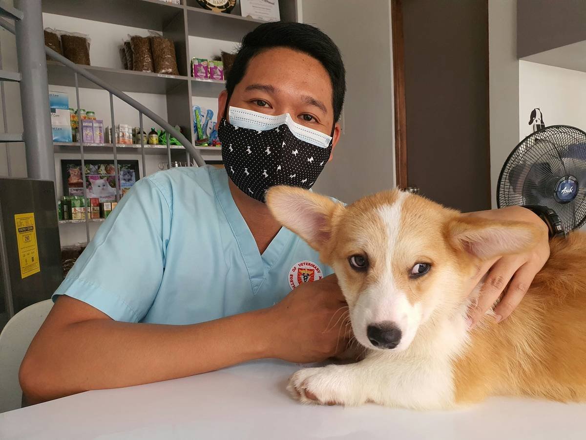 Service dog undergoing Regular Veterinary Checkups with stethoscope and medical chart