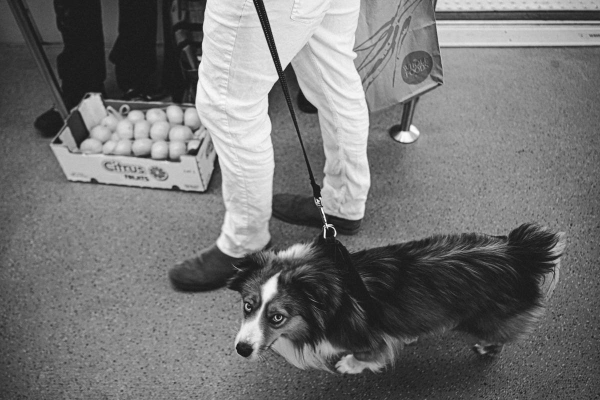Service dog wearing vest calmly sitting beside handler in a grocery store aisle, illustrating service animal public interaction rules