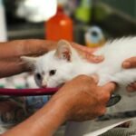 Pet Care Service Animal Duties: 7 Proven Ways to Avoid Costly Mistakes