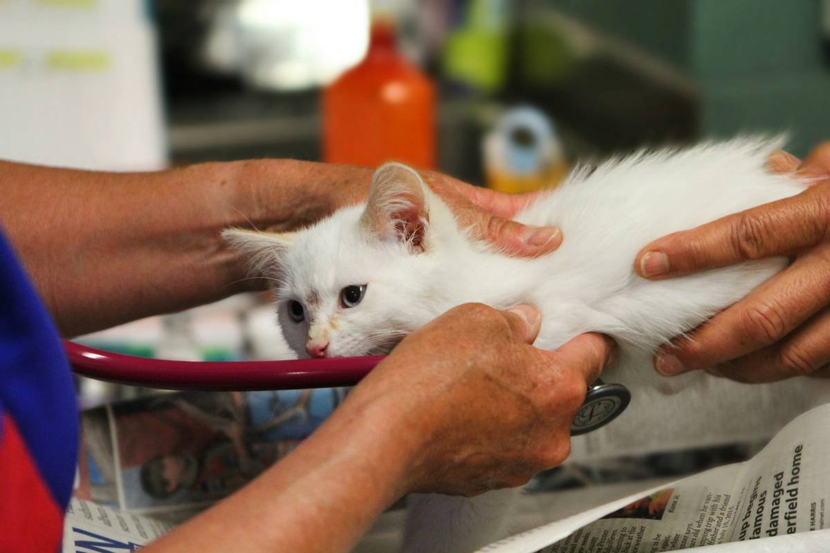 Pet Care Service Animal Duties: 7 Proven Ways to Avoid Costly Mistakes