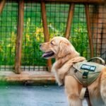Service Animal Public Interaction Rules: 7 Proven Tips to Avoid Costly Mistakes