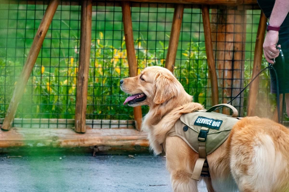 Service Animal Public Interaction Rules: 7 Proven Tips to Avoid Costly Mistakes