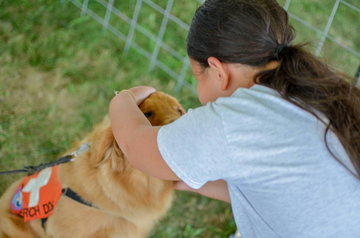 service dog in harness performing public access tasks illustrating pet care service animal duties
